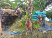 Babinsa Panen Padi Bareng Petani Sragen, Ada Apa di Balik Momen Ini?