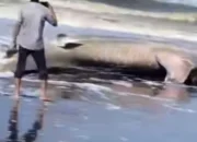 “Raksasa Laut Bertotol Terdampar: Ada Apa di Pantai Welahan Wetan?”