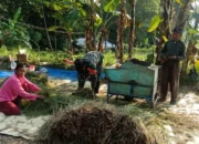 Ayo Bertani dengan Semangat, Panen Padi di Klego Sukses Melimpah!