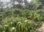 Harum Bunga Kopi Semerbak di Desa: Petani Optimis Panen Melimpah Tahun Ini