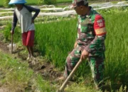 Basmi Gulma dengan Benar Demi Panen Melimpah dan Sawah Produktif