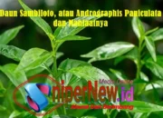 Sambiloto dan Segudang Manfaatnya, Mampu Membantu Menyehatkan Tubuh Manusia