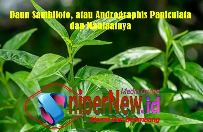 Sambiloto dan Segudang Manfaatnya