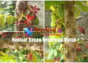 Manfaat Bunga Belimbing Wuluh, Fenomena Alam dengan Segudang Khasiat