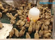 Usaha Bebek Naik Daun, Warga Singkep Raup Cuan dari Ternak Lokal