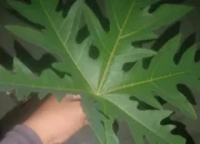 Daun Kates, Obat Alami Serba Guna, Ini ungkapannya!