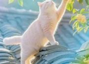 Kucing di Atas Genteng: Simbol Keberanian Mengejar Mimpi di Tengah Keterbatasan