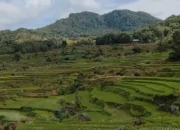 Hijau Sawah Pegunungan Ini Bikin Netizen Lupa Hiruk Pikuk!