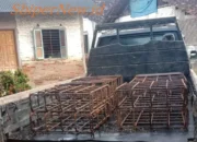 Cakar Ayam Naik Level: Dari Tanah Jadi Cuan, Berminat Kesini Jalannya!