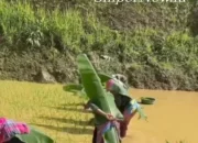 Petani Berlindung Daun Pisang di Tengah Terik, Cuaca Panas Ekstrem Kian Memprihatinkan