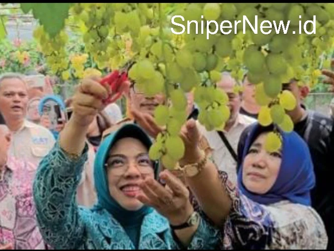 Panen Perdana Anggur PONJAY BENDAV, Tangsel Menuju Swasembada Anggur Nasional Screenshot_20250805-005441_1