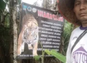 Warga Lampung Barat Resah, Harimau Teror Kawasan TNBS