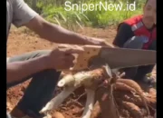 Tangisan Singkong di Tanah Merdeka: Petani Menjerit, Netizen Diajak Borong sebagai Kado Kemerdekaan