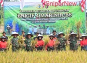 Panen Raya Yonif 9 Marinir: Dorong Swasembada dan Perkuat Ekonomi Pangan Nasional
