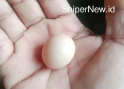 Telur Jantan Sekecil Puyuh: Antara Fenomena Langka, Tanda Ghaib, dan Filosofi Ritual