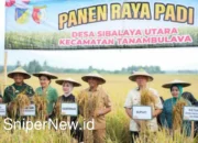 Panen Raya Padi di Sigi: Simbol Kekuatan Ekonomi Daerah dari Lumbung Pangan