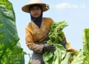 PHK Massal Gudang Garam, Ancaman Bagi Petani Tembakau dan Tantangan Ekonomi Nasional