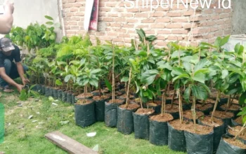 Bibit Super Unggul Pekalongan Lampung Rp.15000, Murah Asli Siap Antar hingga Kudus