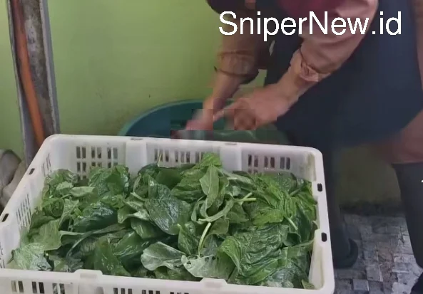 UMKM Keripik Bayam Viral, Inspirasi Usaha Kecil dari Dapur Rumah Screenshot_20250930-175632_1