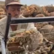 Dari Ladang Bunga ke Camilan Kuaci: Potret Petani Bunga Matahari yang Bangkitkan Ekonomi Lokal