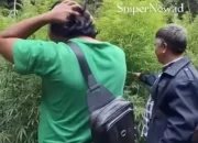 Ladang G*nja 20×20 Meter Ditemukan di Hutan Sibuatan, TNI-Polri Lakukan Penyisiran Lanjutan