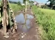 Tanam Pohon Pisang di Jalan Rusak, Protes 15 Tahun Tak Diperbaiki