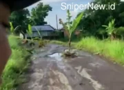 Protes Unik, Warga Tanak Beak Tanam Pohon Pisang di Jalan Berlubang