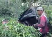 Harimau Sumatra yang Resahkan Warga Lampung Barat Akhirnya Tertangkap
