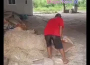 Pabrik Bulu Ayam di Gresik Abaikan Teguran DLH, Warga Kembali Resah Bau Menyengat