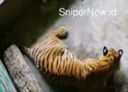 Harimau Sumatera Mati Terjerat Sling Baja di Jambi, Warga Desak Hukum Diperketat