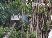 Penebangan Pohon Karet Kebo di Balai Kota Bogor Dilakukan Pagi Hari Hindari Hujan