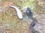Aksi Ikan Pura-Pura Mati Saat Dihadang Ular, Jadi Pelajaran Cerdas dari Alam!&nbsp;