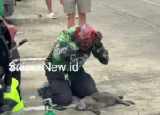 Driver Ojek Online Jadi Pahlawan, Selamatkan Kucing dari Gedung Terbakar di Bangkok