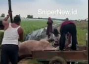Kerbau Toklo Tewas Tersengat Jebakan Listrik di Sawah Gantar