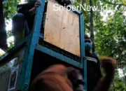 Tujuh Pejuang Rimba Pulang ke Alam Liar