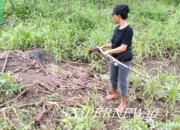 Singkong Rusak, Perut Kosong, Warga Talang Batu Resah