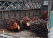 Banjir Belum Reda, Truk Sawit Tetap Gas Pol dari Garoga