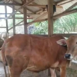 IMG-20260123-WA0349(1)