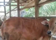 Dana Ketapang Sei Bamban Disorot, Dugaan Penyimpangan Capai Rp1,9 Miliar