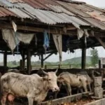 IMG-20260125-WA0304(1)