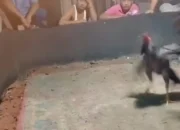 Diduga Dibekingi Oknum, Judi Sabung Ayam Tumbuh Subur di Pantai Labu
