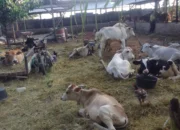 BUMDesma Sei Bamban Diduga Langgar Aturan, Penyertaan Modal Ketapang Rp1,9 Miliar Disorot Aparat Penegak Hukum