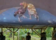 Hukum Dipertanyakan, Judi Dadu Milik “Cabak” Tak Tersentuh Aparat.