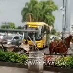 Kuda Andong Malioboro Tumbang, Publik Soroti Kesejahteraan Hewan Screenshot_20260102-174730_1