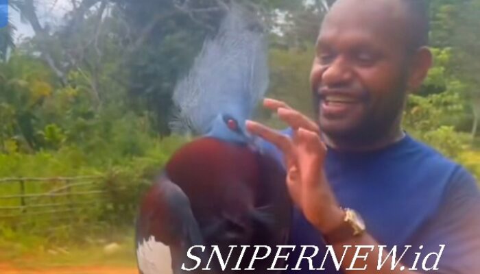 Mambruk Papua, Merpati Terbesar Dunia yang Kian Terancam