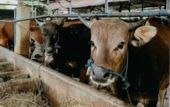 Bayang-Bayang “Mafia Kuota Sapi” di NTT: Peternak Lokal Terdesak Sistem Tertutup