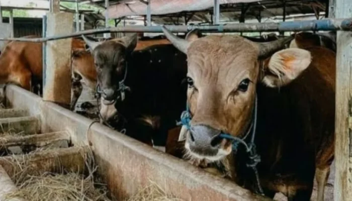 Bayang-Bayang “Mafia Kuota Sapi” di NTT: Peternak Lokal Terdesak Sistem Tertutup